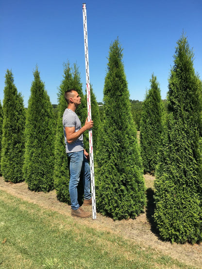  Grote Westerse Levensboom (Thuja Occidentalis 'Smaragd')