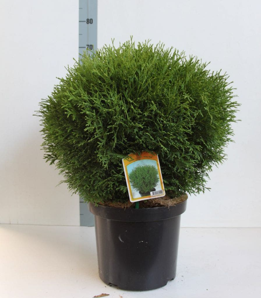  Thuja (Thuja Occidentalis 'Tiny Tim')