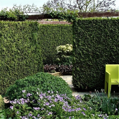  Groene Haagconifeer (Thuja Occidentalis 'Brabant')