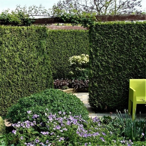  Groene Haagconifeer (Thuja Occidentalis 'Brabant')