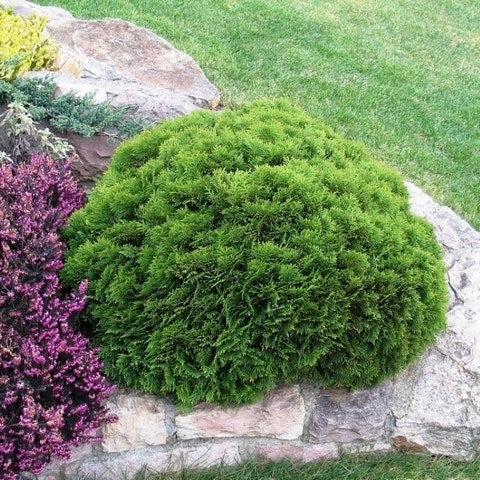  Thuja (Thuja Occidentalis 'Danica')
