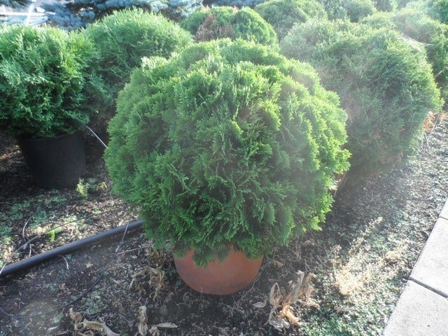 Thuja (Thuja Occidentalis 'Danica')