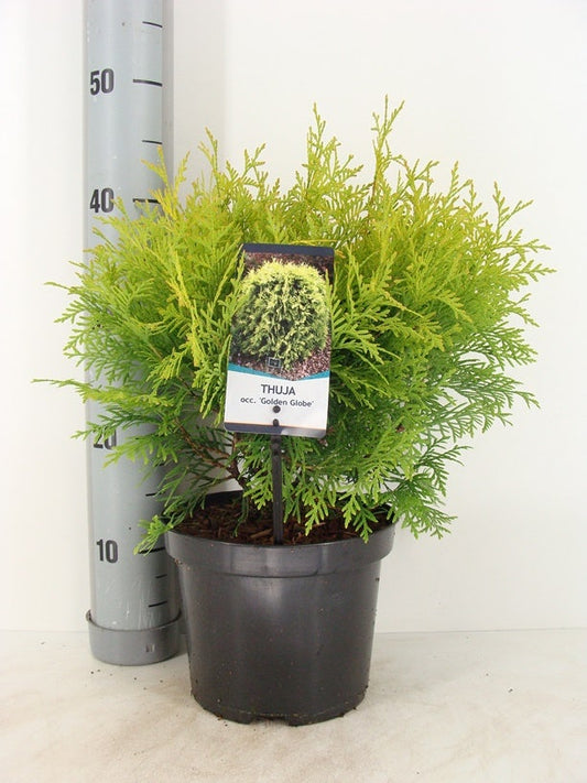  Levensboom (Thuja Occidentalis 'Golden Globe') 