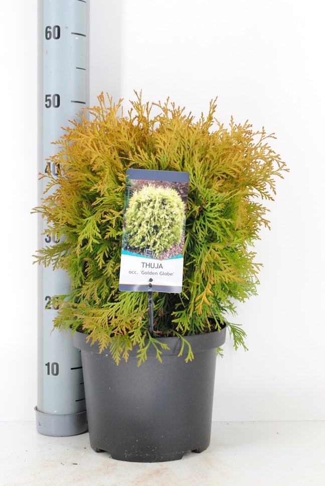  Levensboom (Thuja Occidentalis 'Golden Globe') 