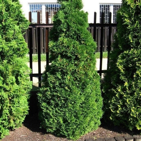 Levensboom (Thuja Occidentalis 'Holmstrup')