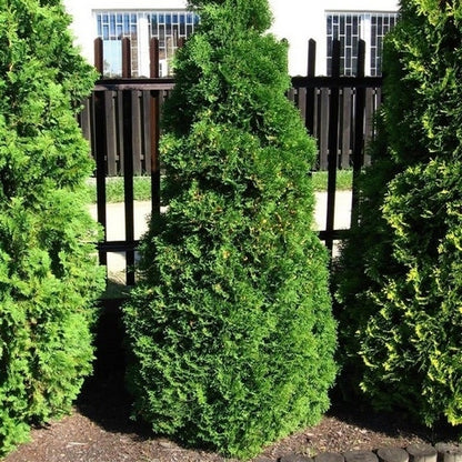  Levensboom (Thuja Occidentalis 'Holmstrup')