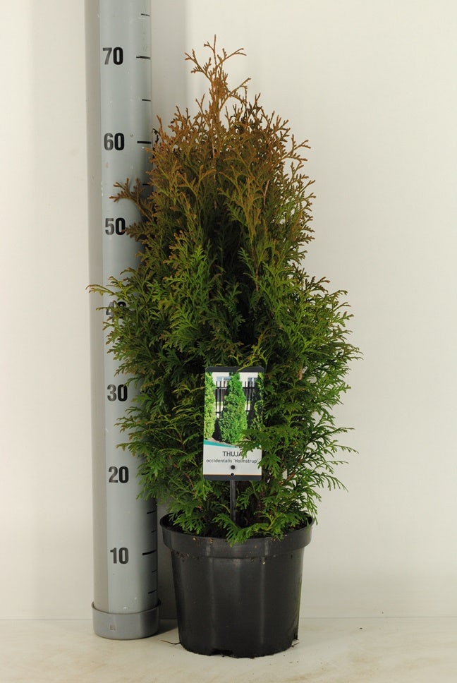  Levensboom (Thuja Occidentalis 'Holmstrup')