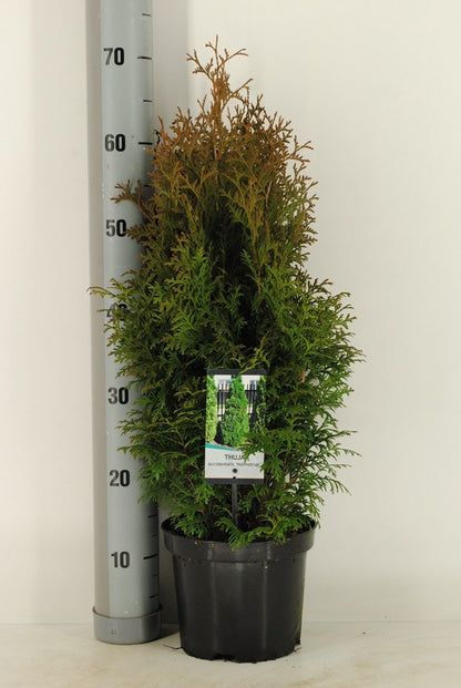  Levensboom (Thuja Occidentalis 'Holmstrup')