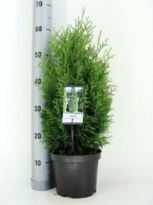  Levensboom (Thuja Occidentalis 'Holmstrup')