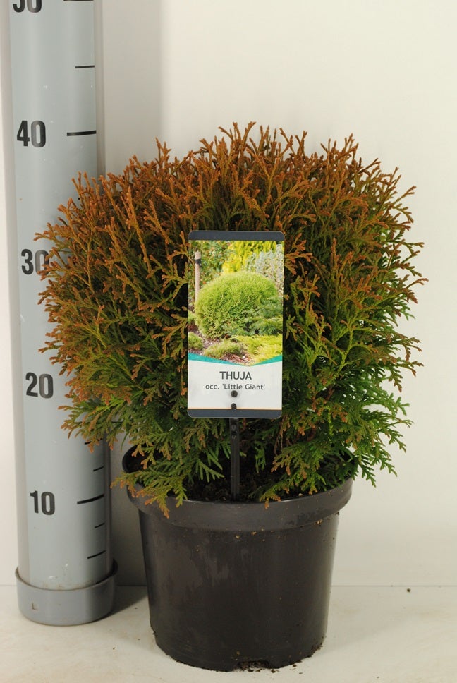  Levensboom (Thuja Occidentalis 'Little Giant')