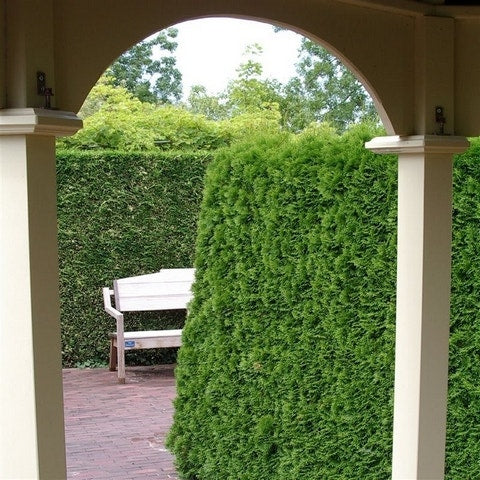  Westerse Levensboom (Thuja Occidentalis 'Smaragd')