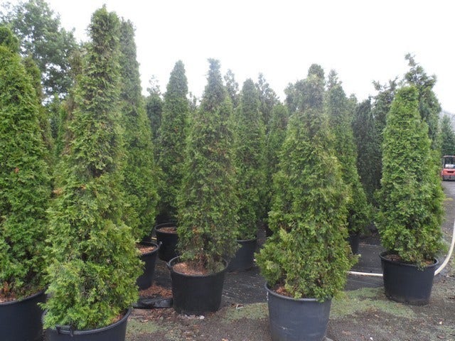  Westerse Levensboom (Thuja Occidentalis 'Smaragd')