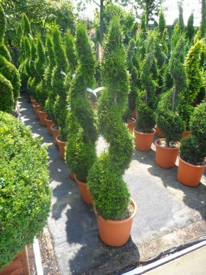  Conifeer Als Spiraal (Thuja Occidentalis 'Smaragd')