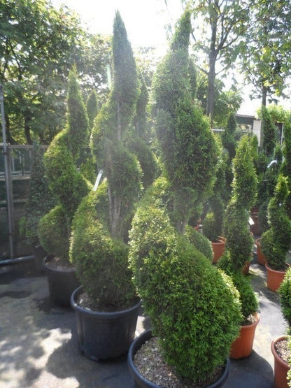  Conifeer Als Spiraal (Thuja Occidentalis 'Smaragd')