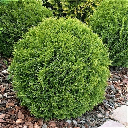  Thuja (Thuja Occidentalis 'Tiny Tim')