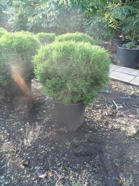  Thuja (Thuja Occidentalis 'Tiny Tim')