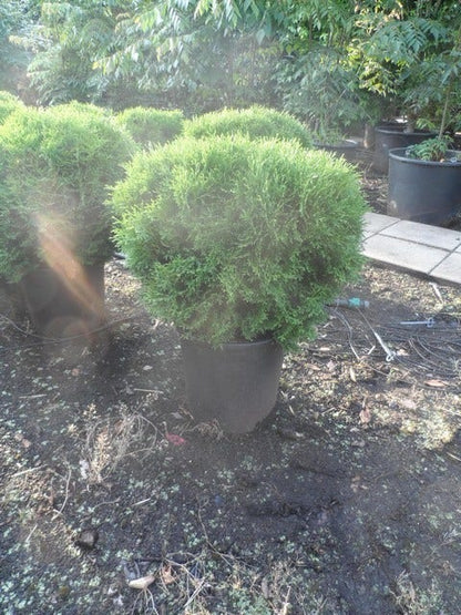  Thuja (Thuja Occidentalis 'Tiny Tim')
