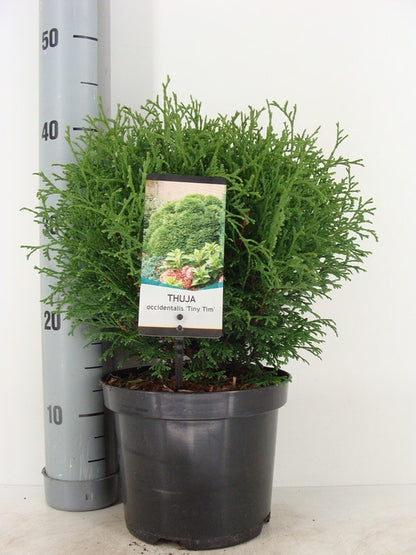  Thuja (Thuja Occidentalis 'Tiny Tim')