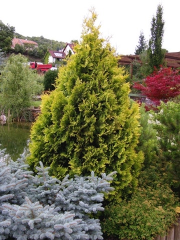  Levensboom (Thuja Occidentalis 'Yellow Ribbon')