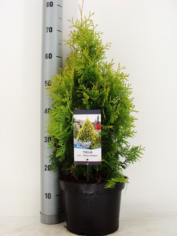  Levensboom (Thuja Occidentalis 'Yellow Ribbon')