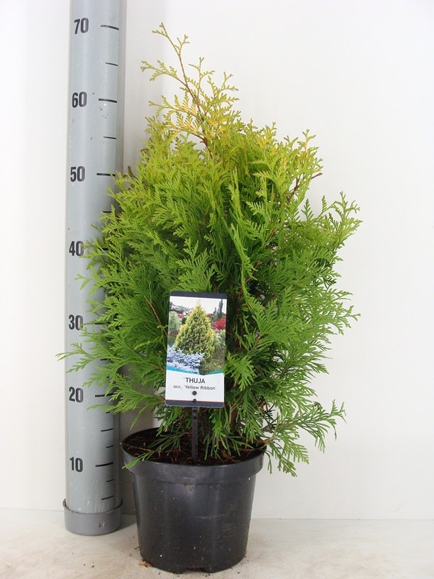  Levensboom (Thuja Occidentalis 'Yellow Ribbon')