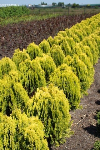  Levensboom (Thuja Orientalis 'Aurea Nana')