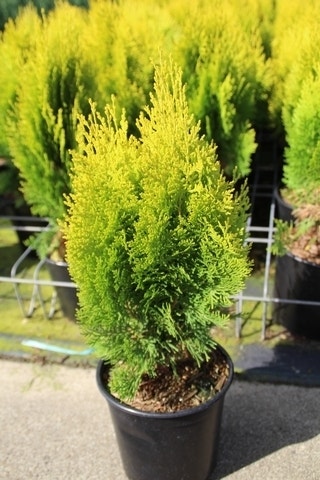  Levensboom (Thuja Orientalis 'Aurea Nana')