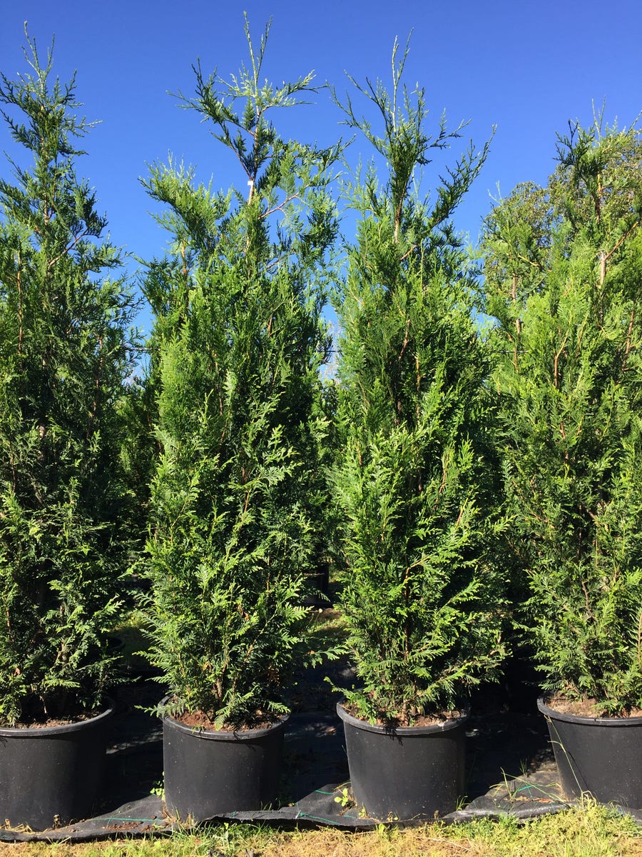  Grote Levensboom (Thuja Plicata 'Atrovirens')