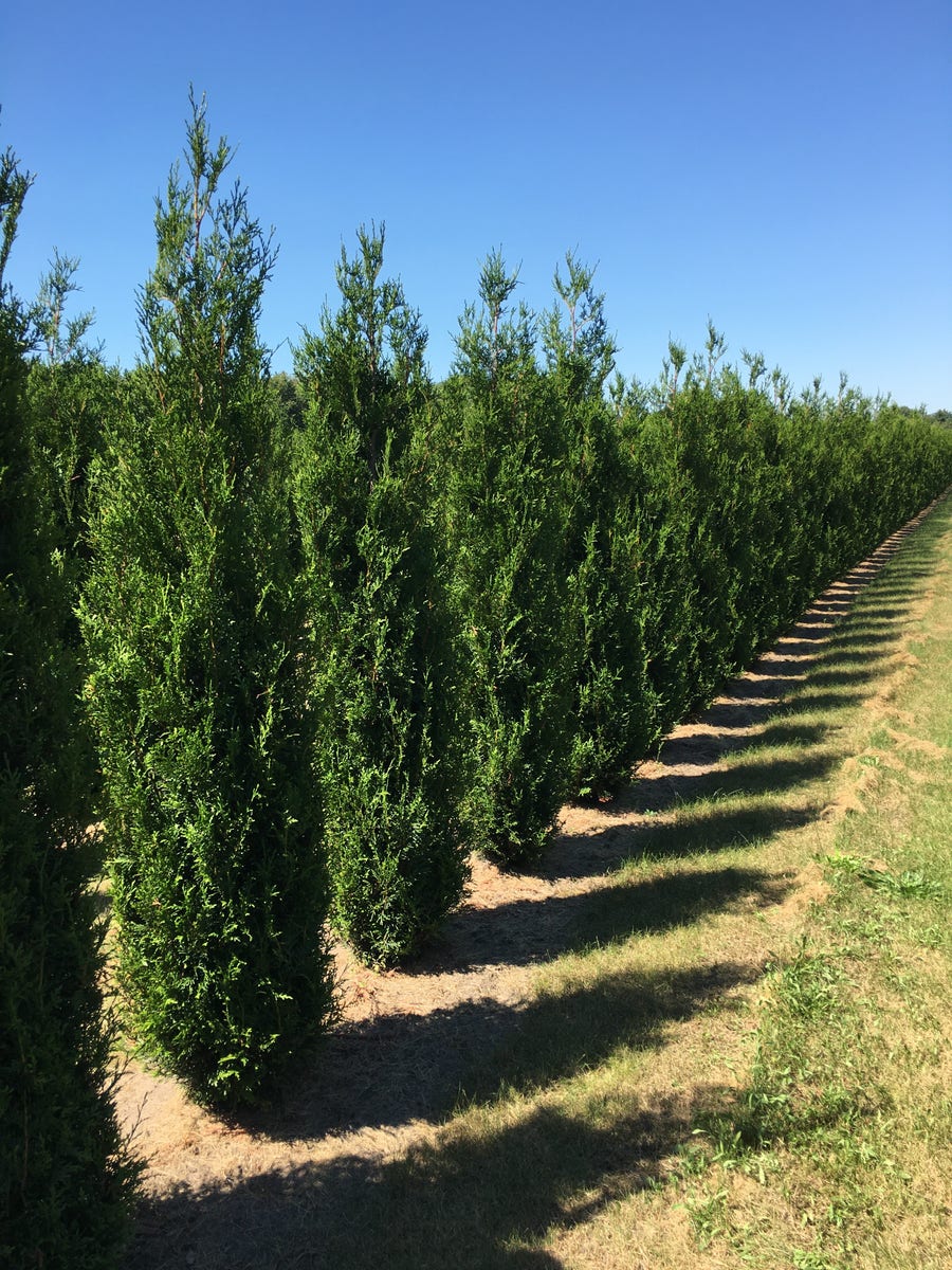  Grote Levensboom (Thuja Plicata 'Atrovirens')