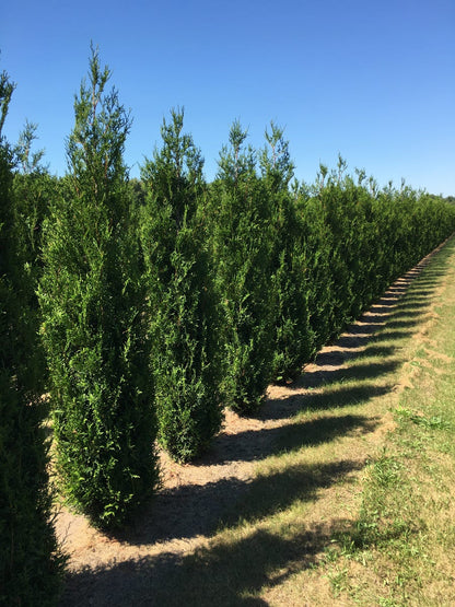  Grote Levensboom (Thuja Plicata 'Atrovirens')