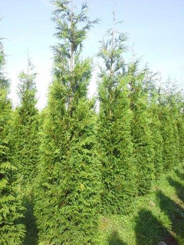  Levensboom (Thuja Plicata 'Atrovirens')