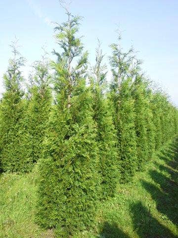  Levensboom (Thuja Plicata 'Martin')