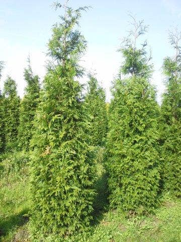  Levensboom (Thuja Plicata 'Martin')
