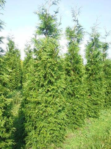  Levensboom (Thuja Plicata 'Martin')