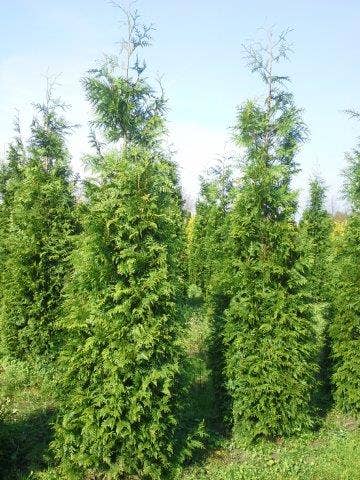  Levensboom (Thuja Plicata 'Martin')