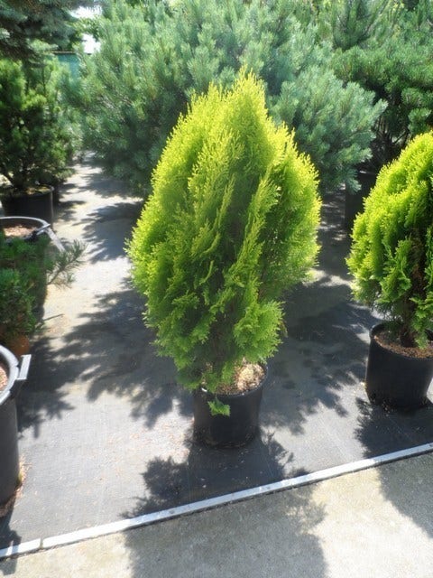  Levensboom (Thuja Orientalis 'Aurea Nana')