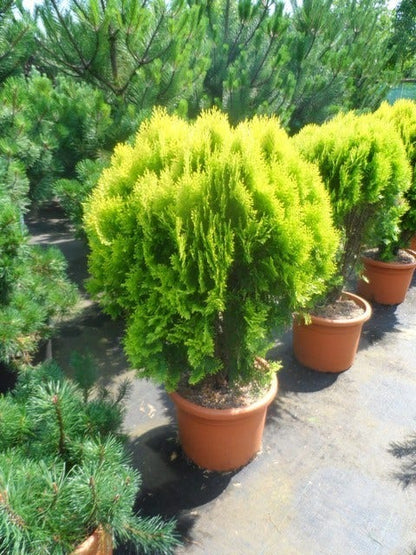  Levensboom (Thuja Orientalis 'Aurea Nana')