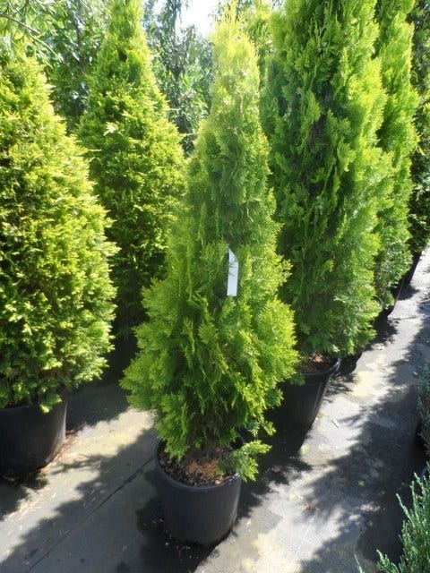  Levensboom (Thuja Orientalis 'Pyramidalis Aurea')