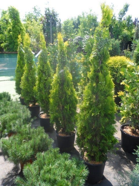  Levensboom (Thuja Orientalis 'Pyramidalis Aurea')
