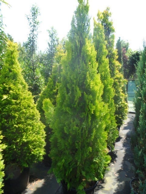  Levensboom (Thuja Orientalis 'Pyramidalis Aurea')