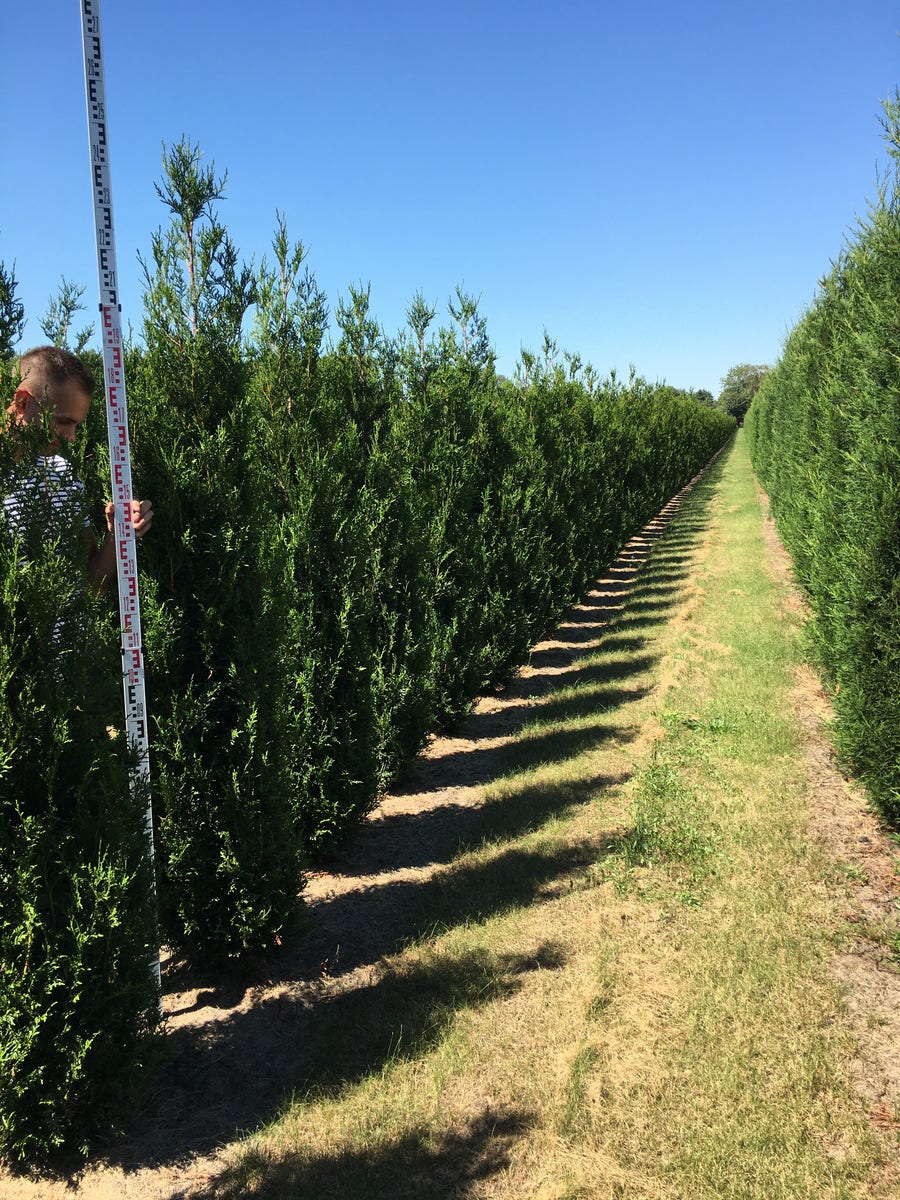  Grote Levensboom (Thuja Plicata 'Atrovirens')