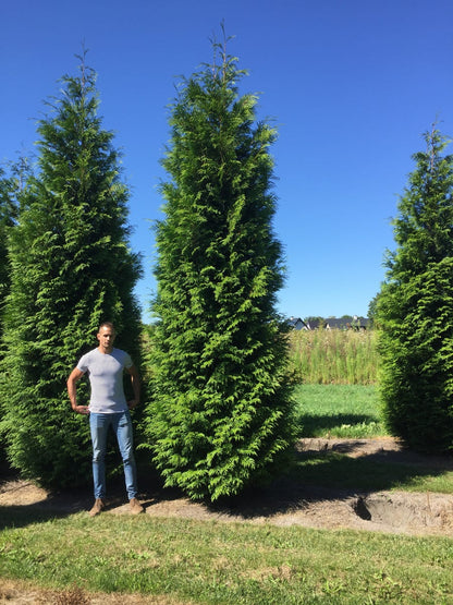  Grote Levensboom (Thuja Plicata 'Atrovirens')