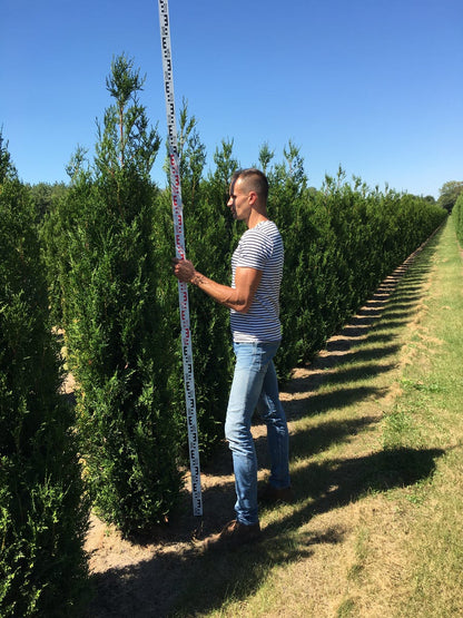  Grote Levensboom (Thuja Plicata 'Atrovirens')