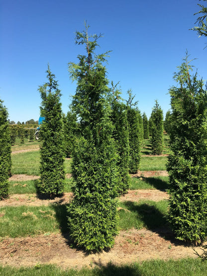  Grote Haagconifeer (Thuja Plicata 'Excelsa')