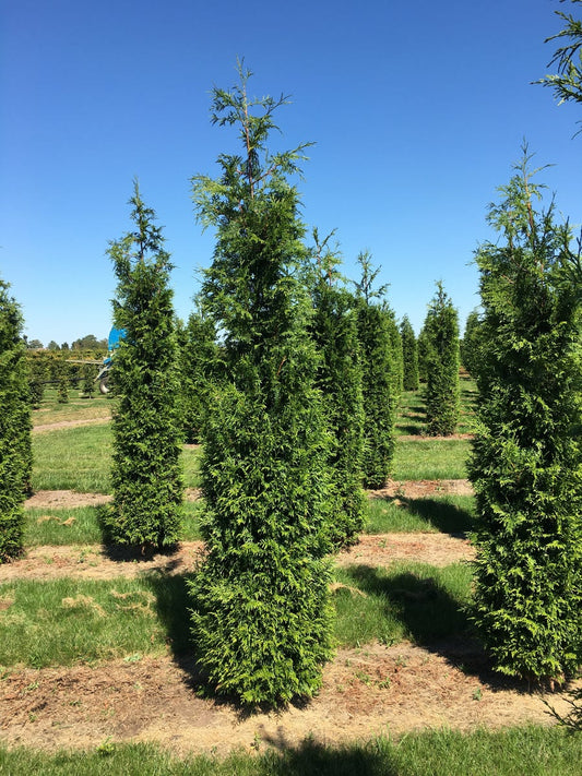  Grote Haagconifeer (Thuja Plicata 'Excelsa')