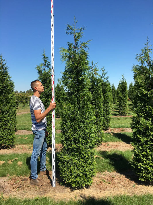  Grote Haagconifeer (Thuja Plicata 'Excelsa')