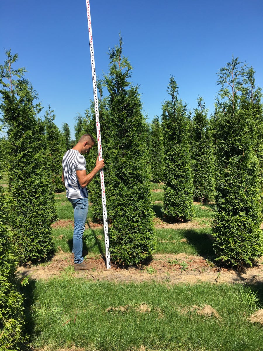  Grote Haagconifeer (Thuja Plicata 'Excelsa')