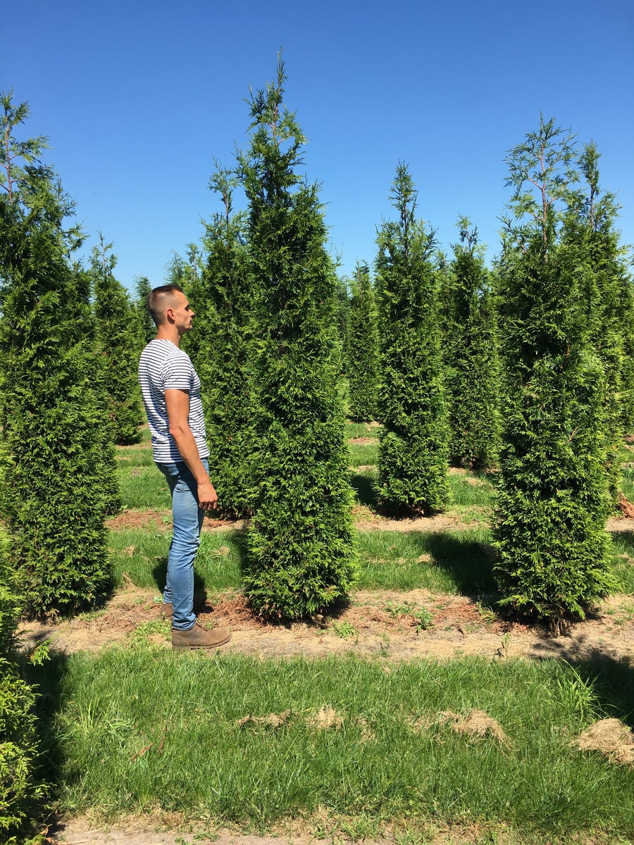  Grote Haagconifeer (Thuja Plicata 'Excelsa')