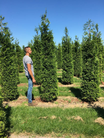 Grote Haagconifeer (Thuja Plicata 'Excelsa')