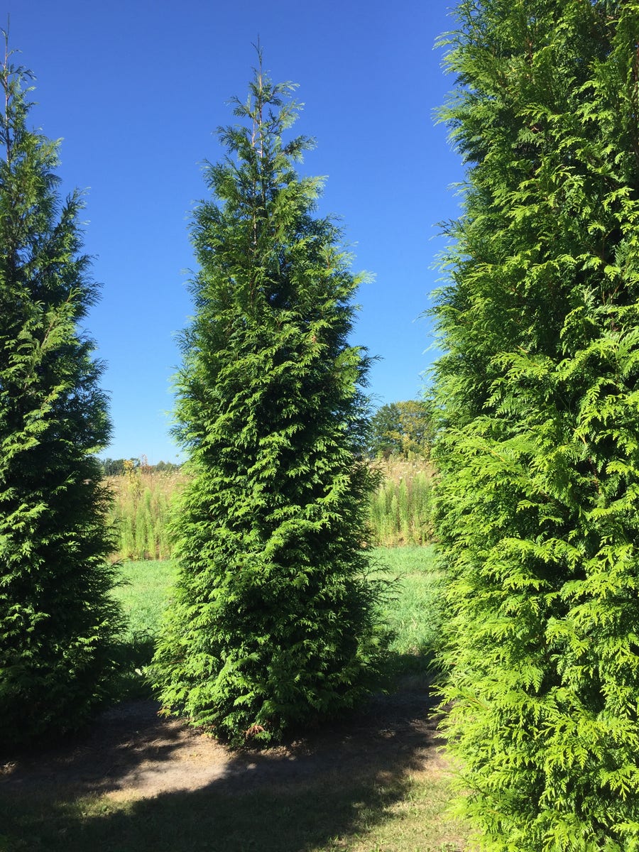  Grote Haagconifeer (Thuja Plicata 'Excelsa')
